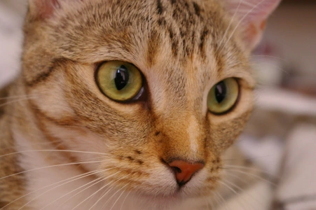A curious tabby cat with bright eyes